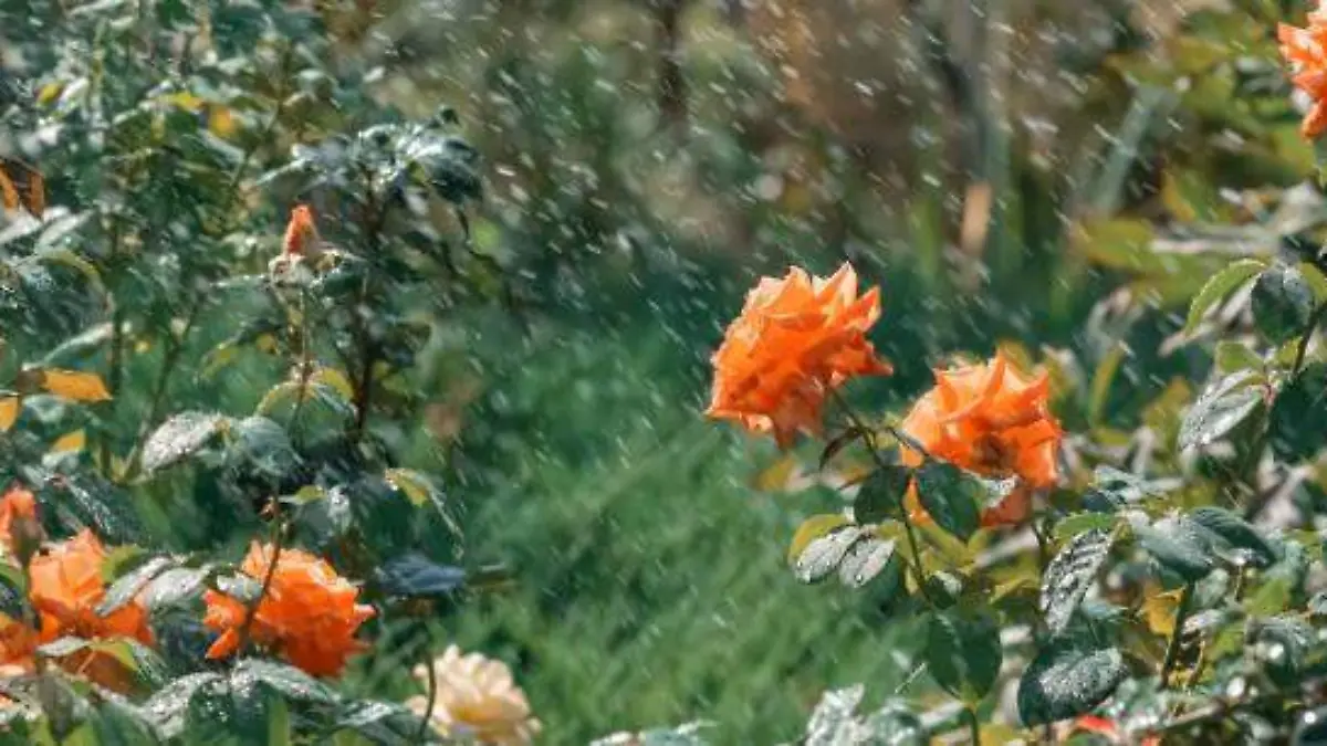 lluvias jardin